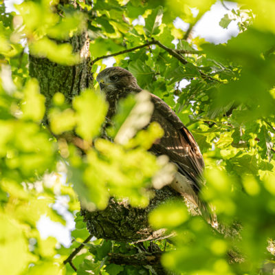 Jeune buse variable – forêt domaniale de Meudon - Île-de-France - France