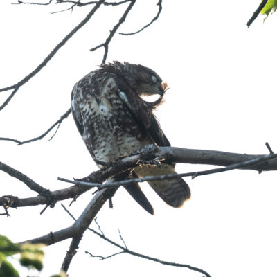 Jeune buse variable – forêt domaniale de Meudon - Île-de-France - France