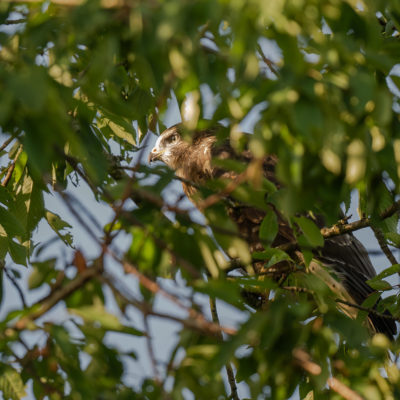 Jeune buse variable – forêt domaniale de Meudon - Île-de-France - France