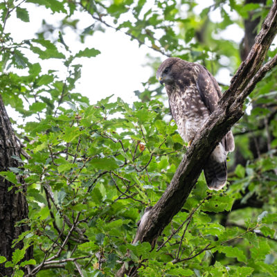 Jeune buse variable – forêt domaniale de Meudon - Île-de-France - France