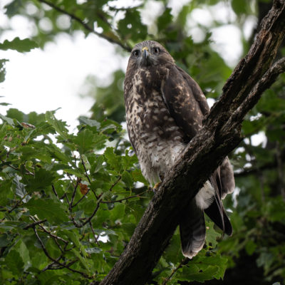 Jeune buse variable – forêt domaniale de Meudon - Île-de-France - France