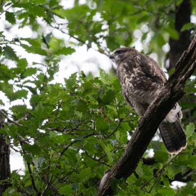 Jeune buse variable – forêt domaniale de Meudon - Île-de-France - France