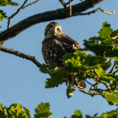 Jeune buse variable – forêt domaniale de Meudon - Île-de-France - France