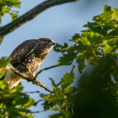 Jeune buse variable – forêt domaniale de Meudon - Île-de-France - France
