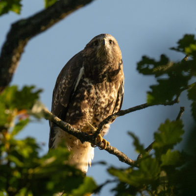 Jeune buse variable – forêt domaniale de Meudon - Île-de-France - France