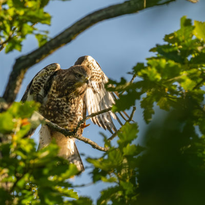 Jeune buse variable – forêt domaniale de Meudon - Île-de-France - France