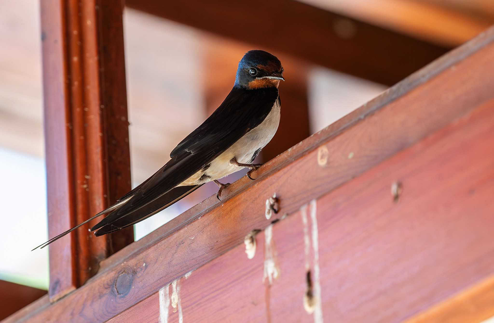 Hirondelle rustique ou Hirondelle de cheminée - Hirundo rustica