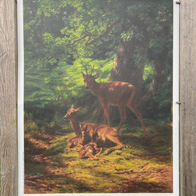 Chevreuils au repos