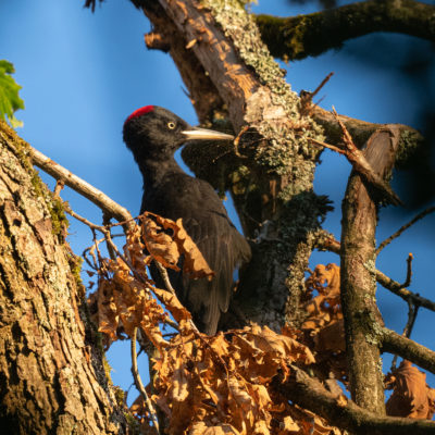 Pic noir (Dryocopus martius) - Black Woodpecker - Forêt de Meudon - Île de France - France