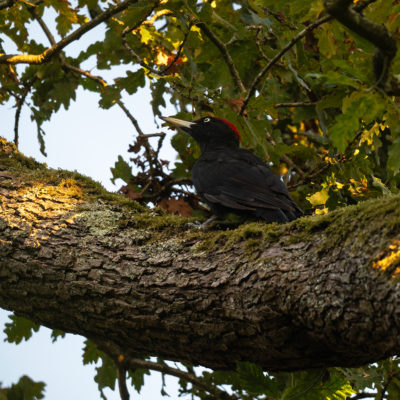 Pic noir (Dryocopus martius) - Black Woodpecker - Forêt de Meudon - Île de France - France
