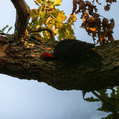 Pic noir (Dryocopus martius) - Black Woodpecker - Forêt de Meudon - Île de France - France