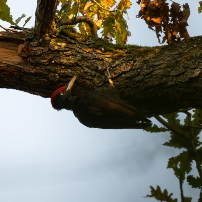 Pic noir (Dryocopus martius) - Black Woodpecker - Forêt de Meudon - Île de France - France