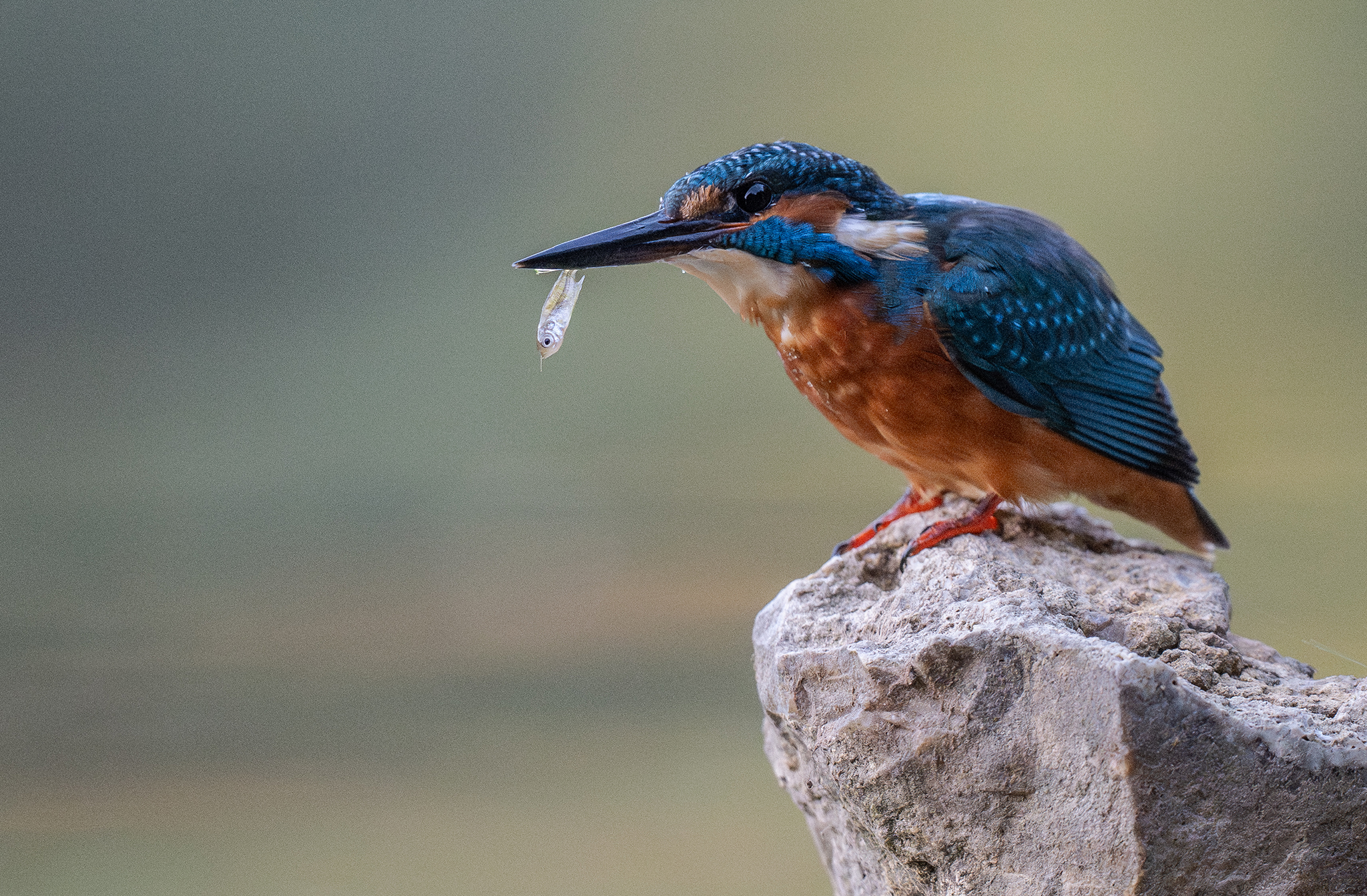Martin-pêcheur d'Europe (Alcedo atthis) - Île-de-France