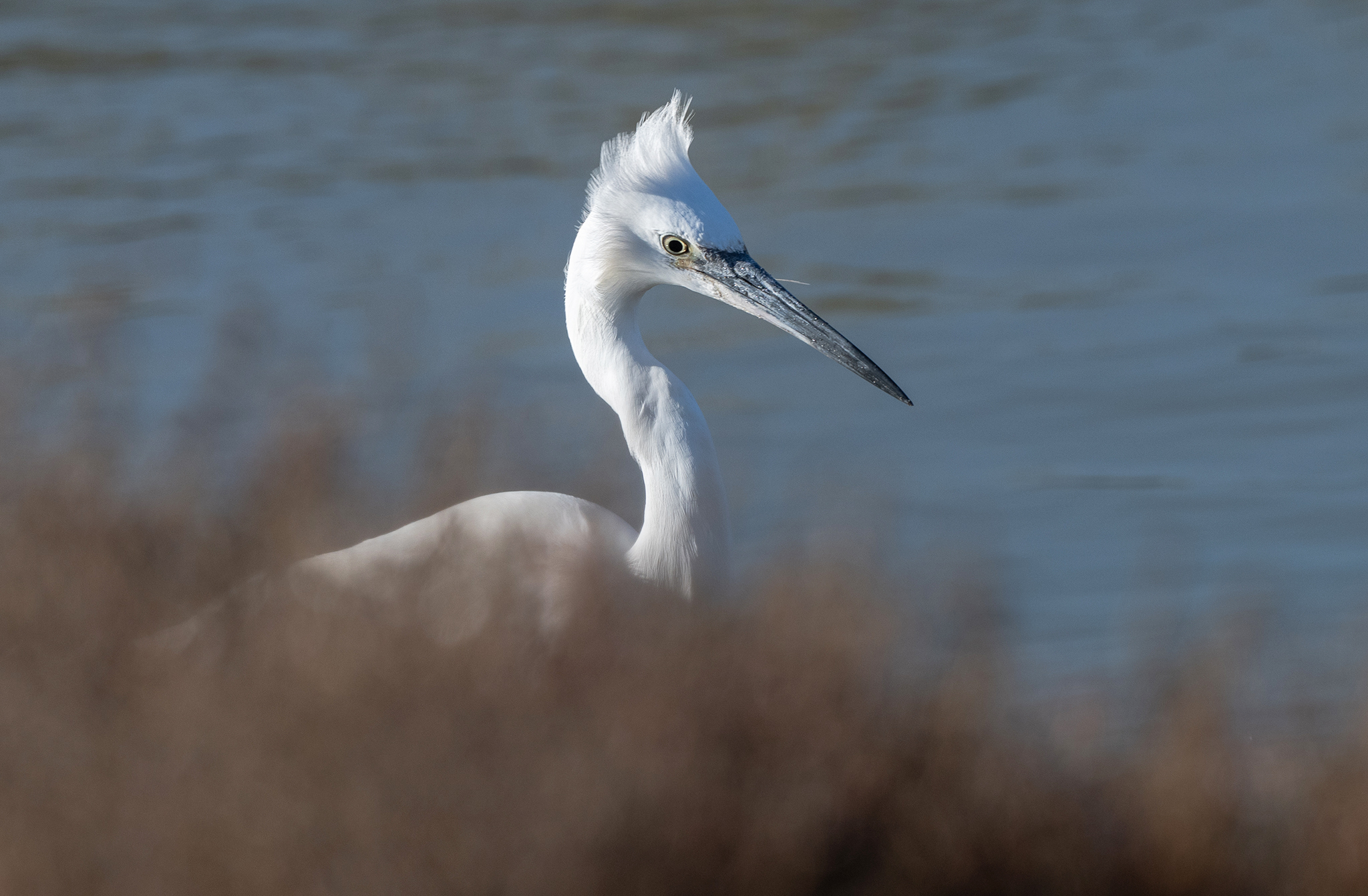 Aigrette garzette (Egretta garzetta) Charente Maritime
