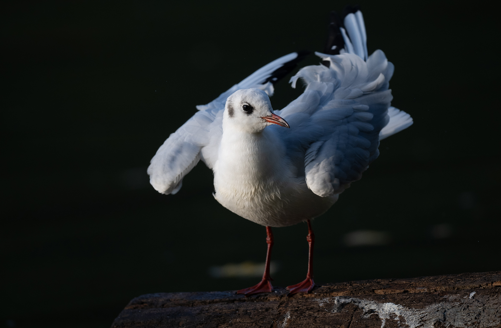 Mouette rieuse (Chroicocephalus ridibundus)