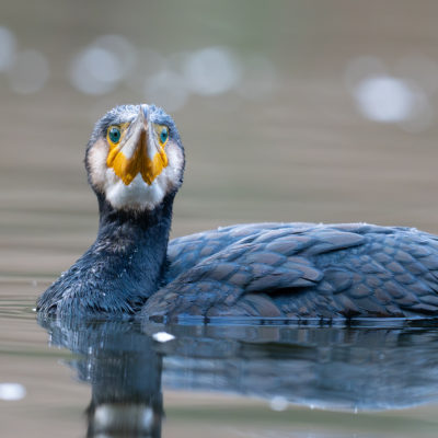 Galerie Accueilhttps://dominiqueartis.fr/border_galleries/galerie-accueil/