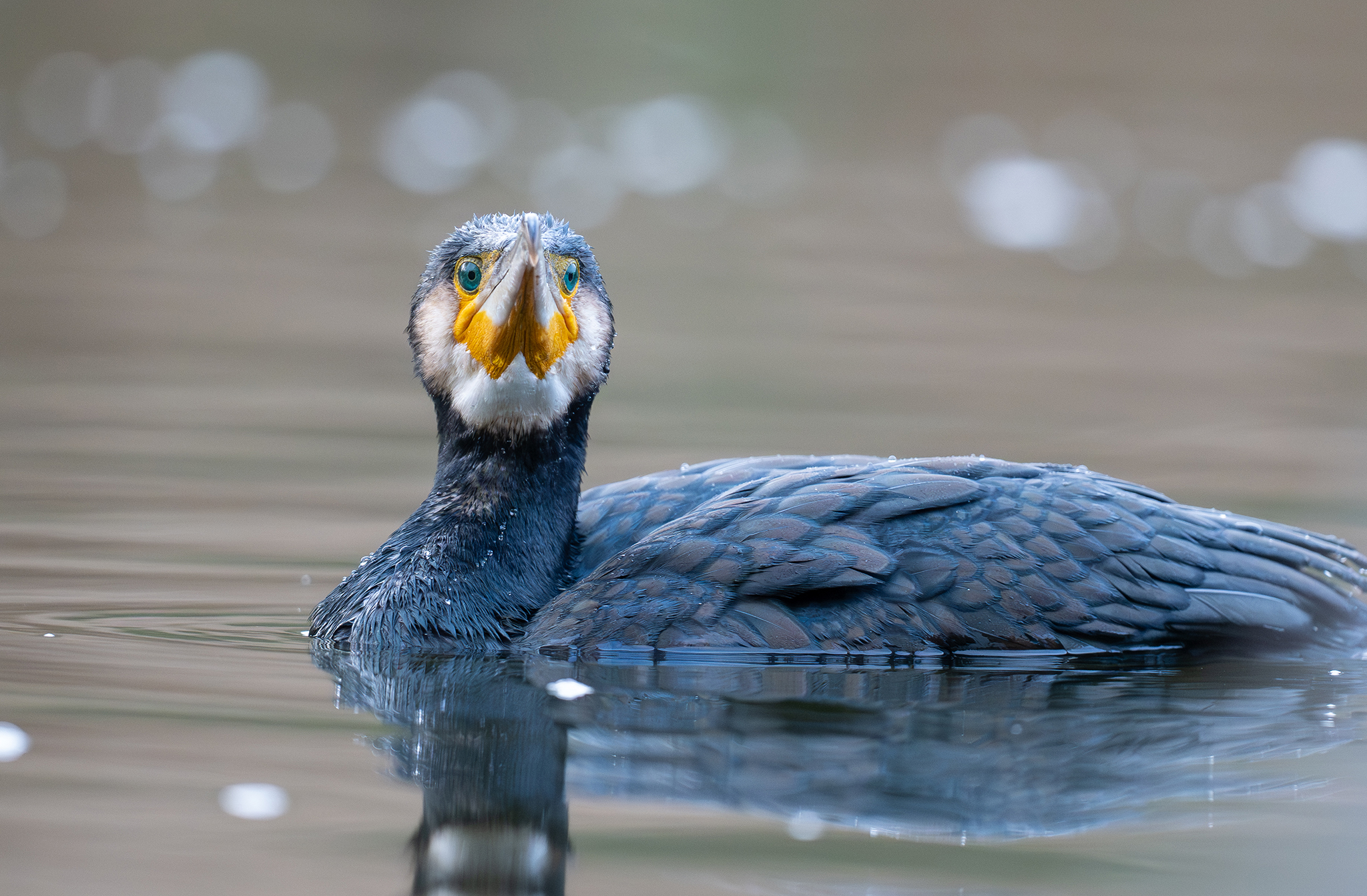 Grand Cormoran (Phalacrocorax carbo)