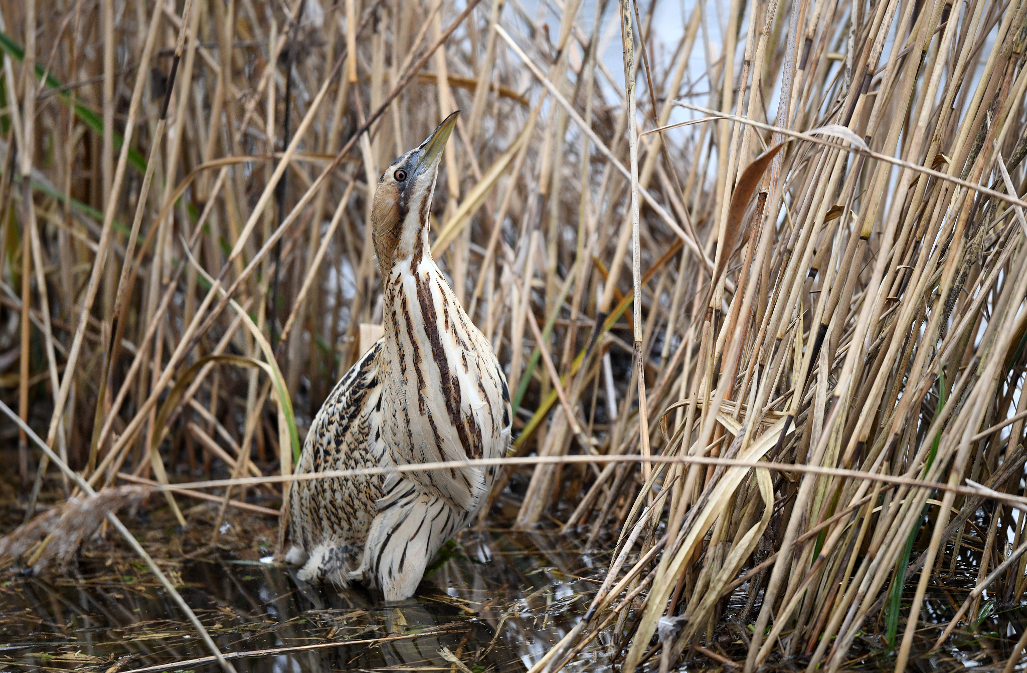 Butor étoilé (Botaurus stellaris) Île-de-France - France