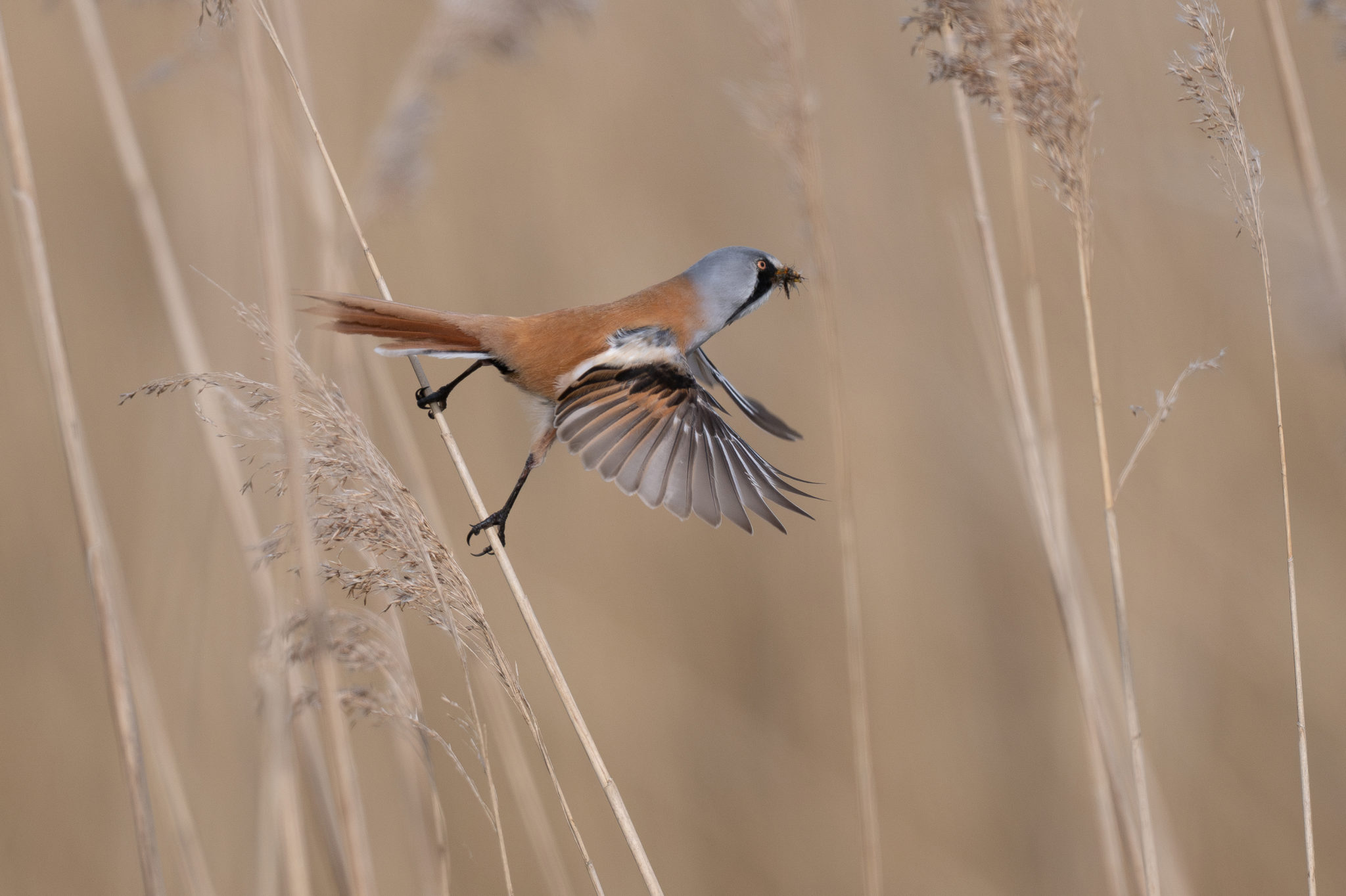 Panure à moustaches (Panurus biarmicus)