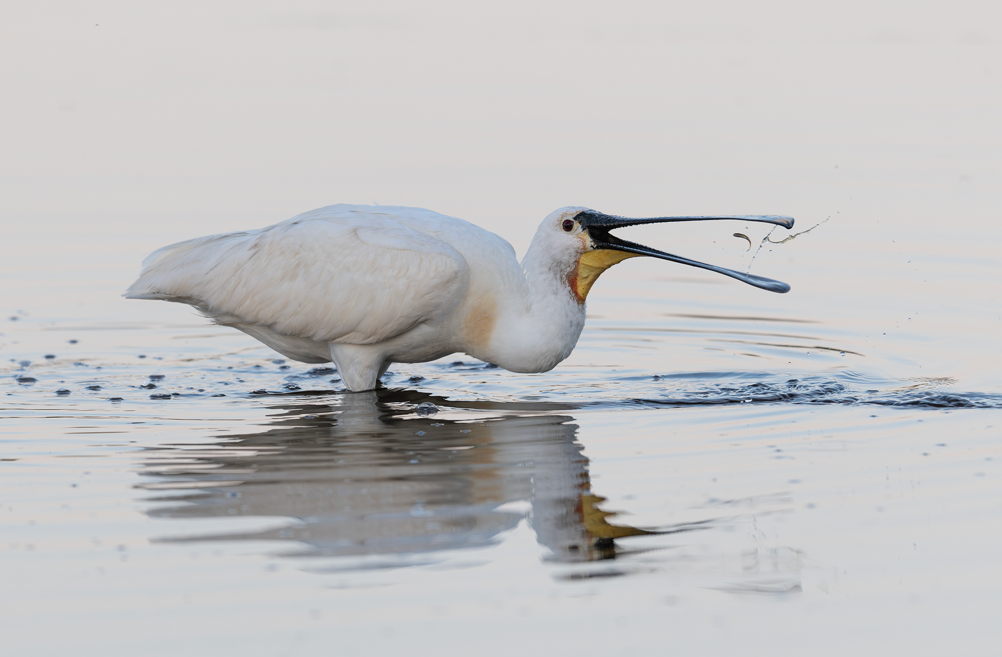 Spatule blanche (Platalea leucorodia) Baie de Somme
