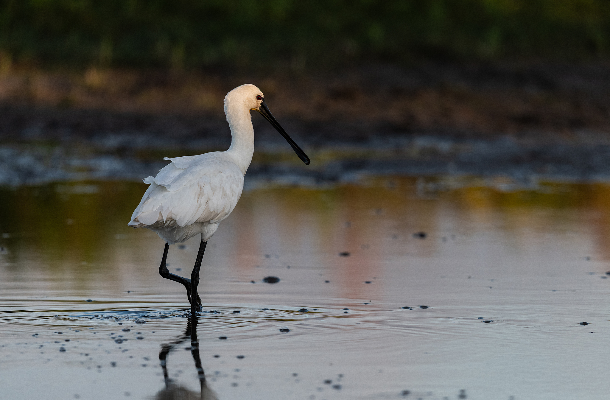 Spatule blanche (Platalea leucorodia) Baie de Somme