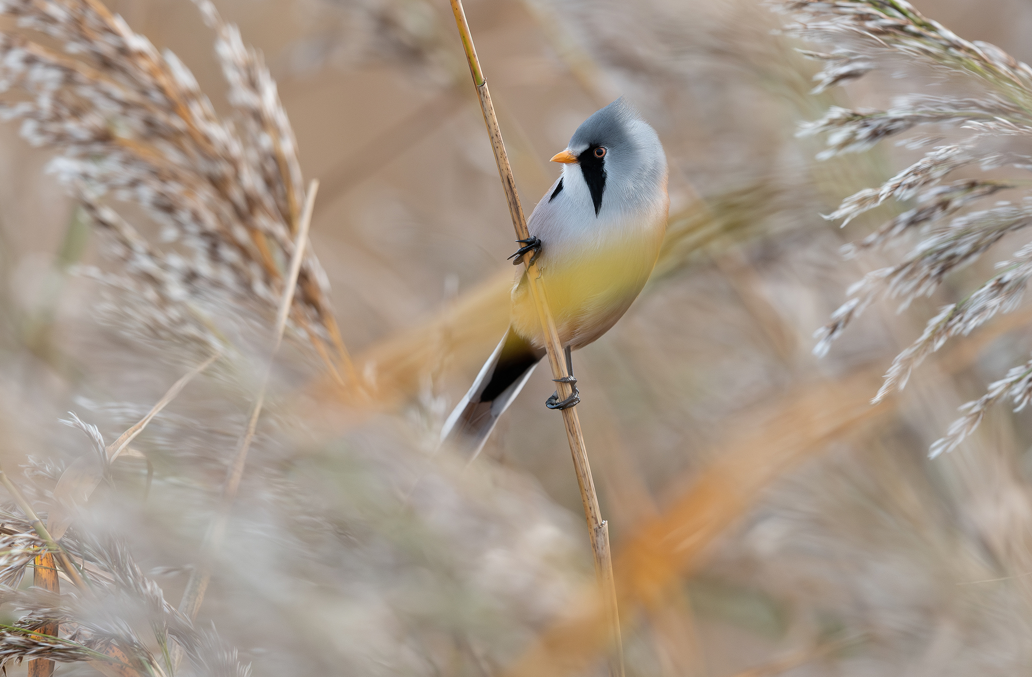 Panure à moustaches (Panurus biarmicus)