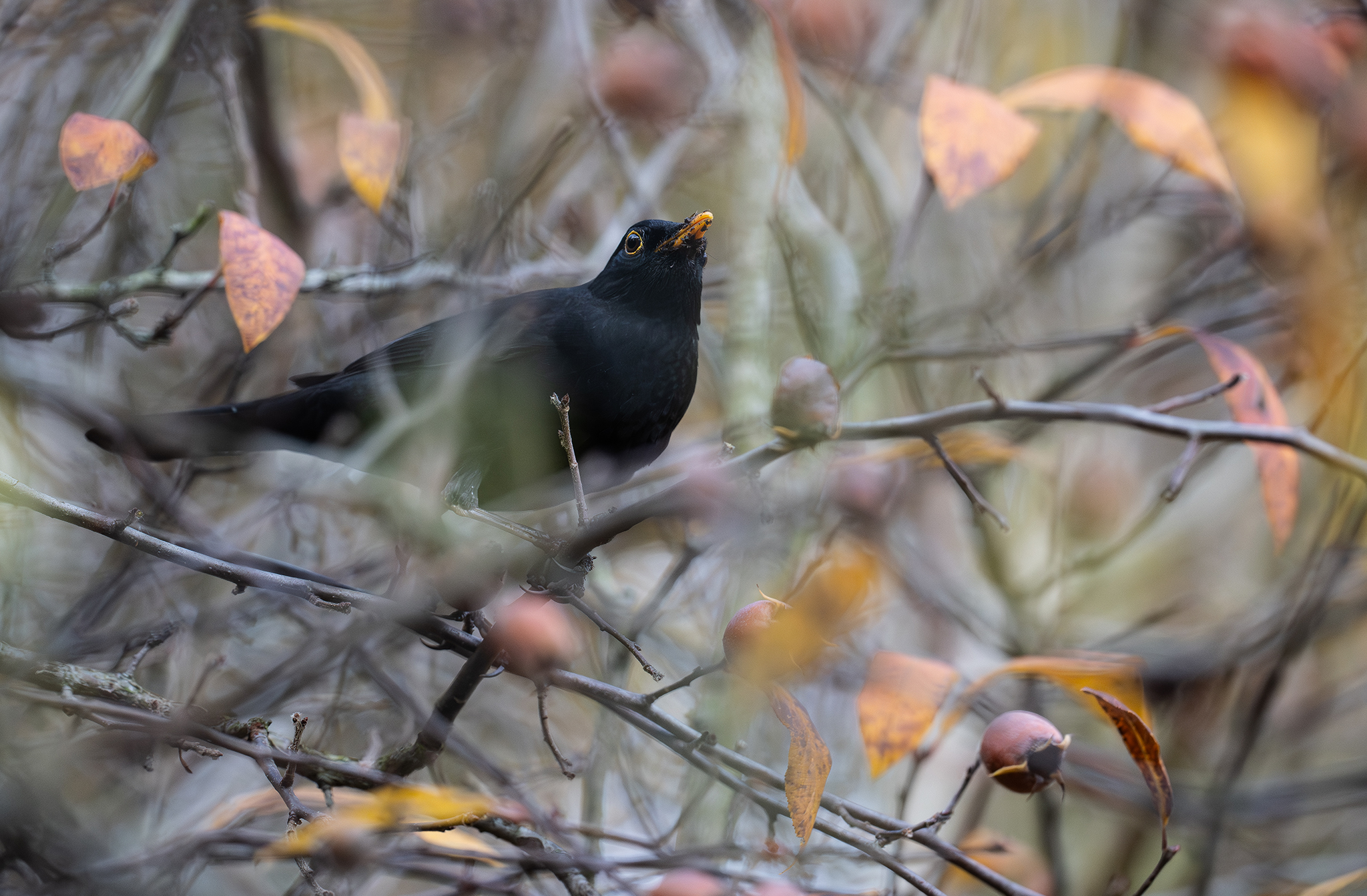 Merle noir (Turdus merula)