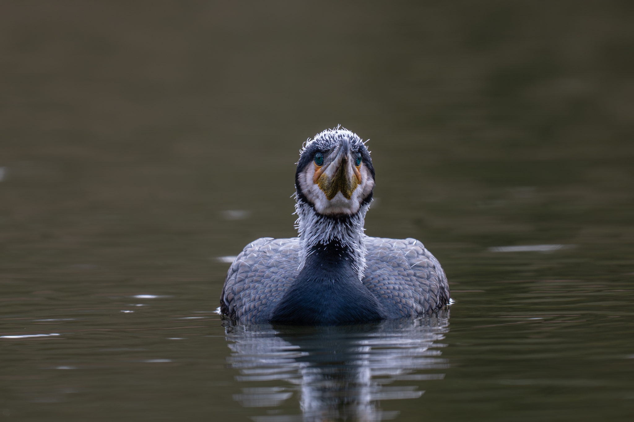 Grand Cormoran (Phalacrocorax carbo)