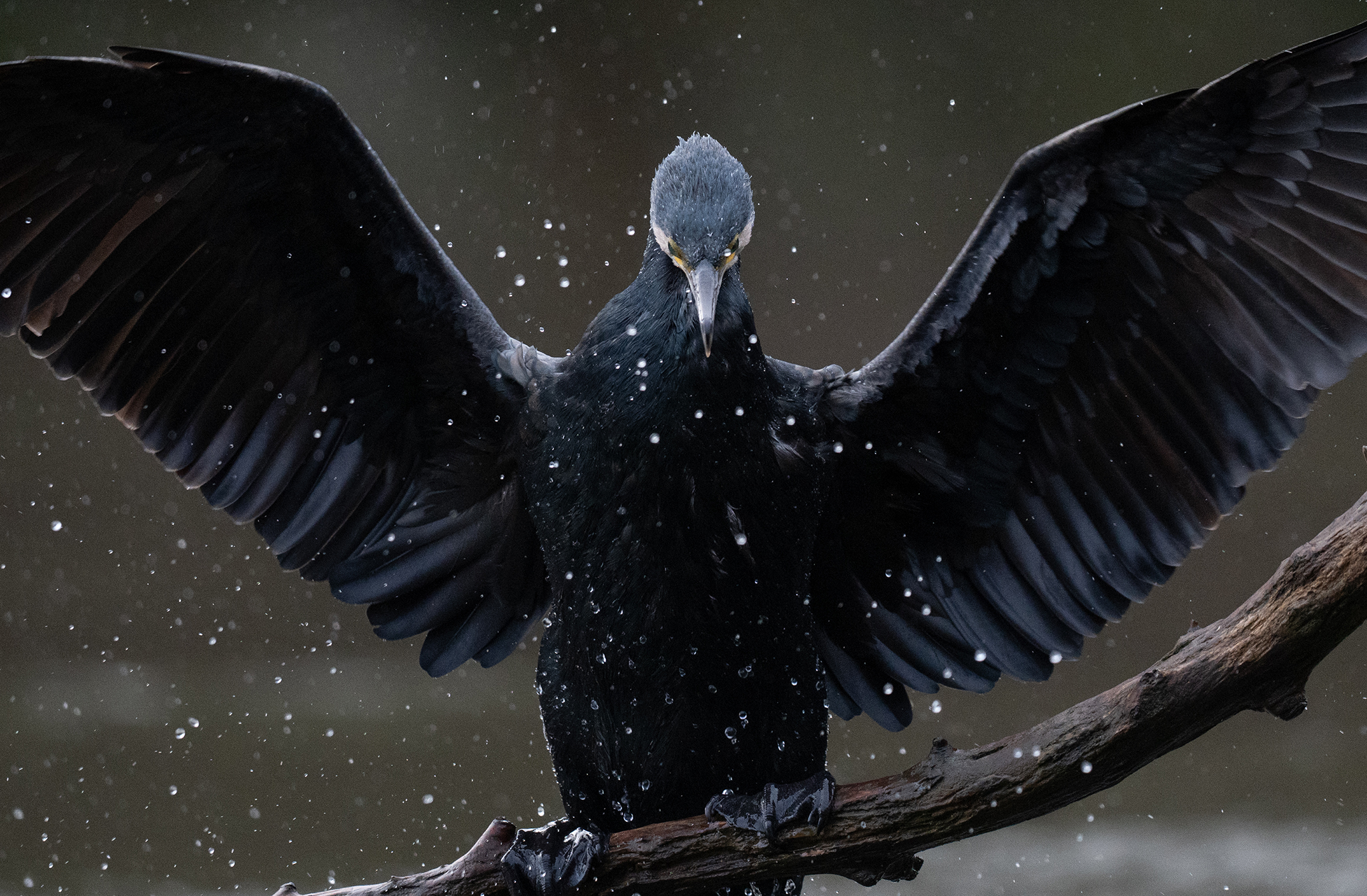 Grand Cormoran (Phalacrocorax carbo)