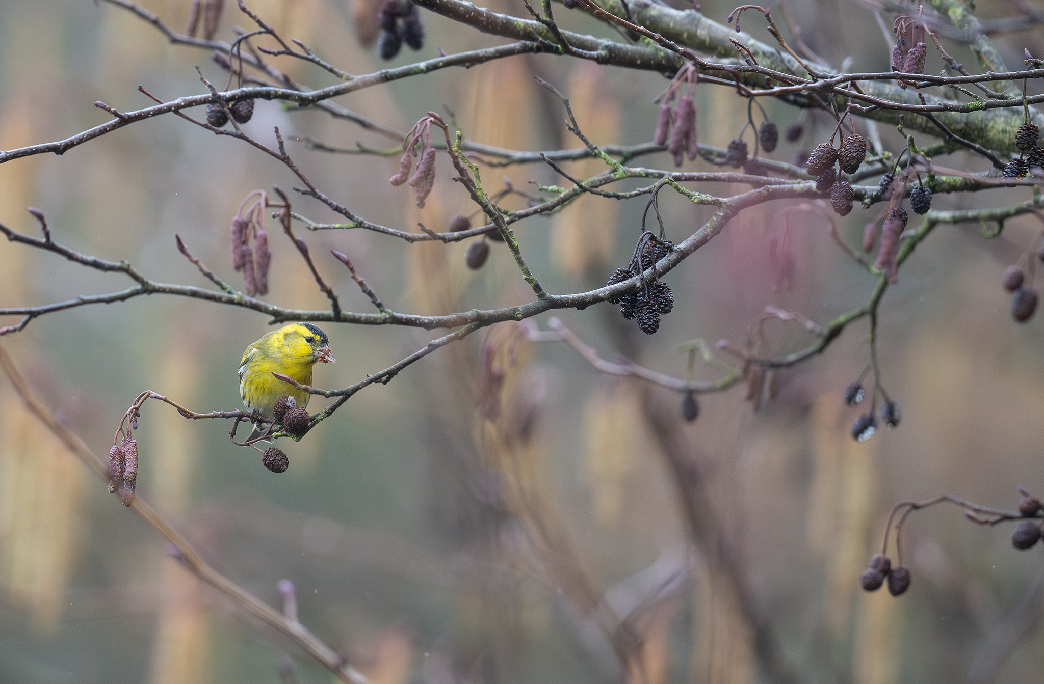 Tarin des aulnes (Spinus spinus)