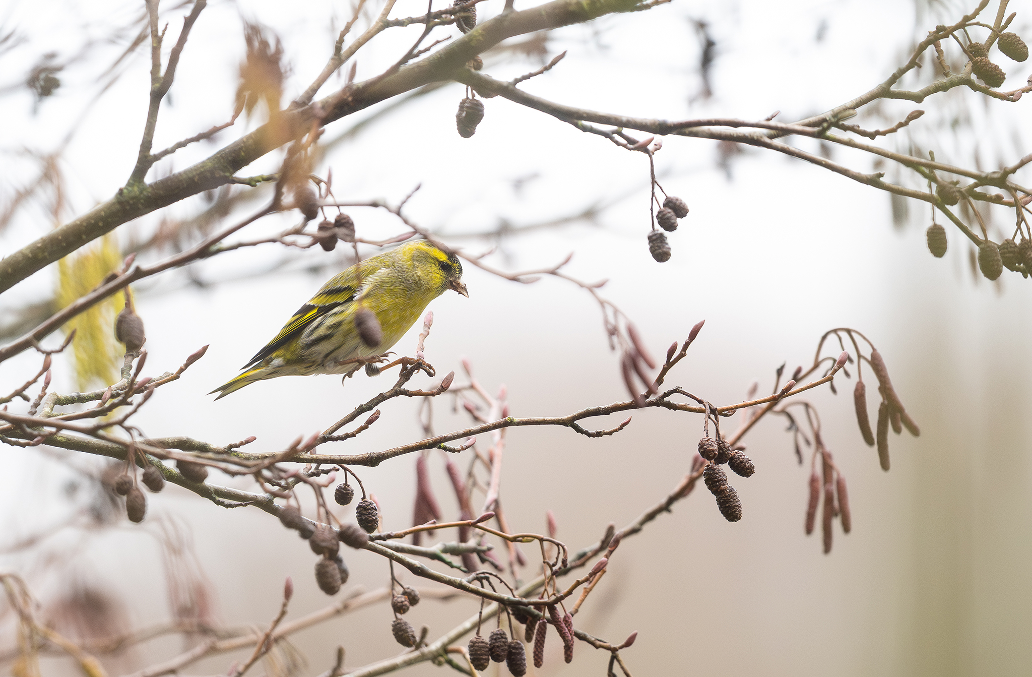 Tarin des aulnes (Spinus spinus)