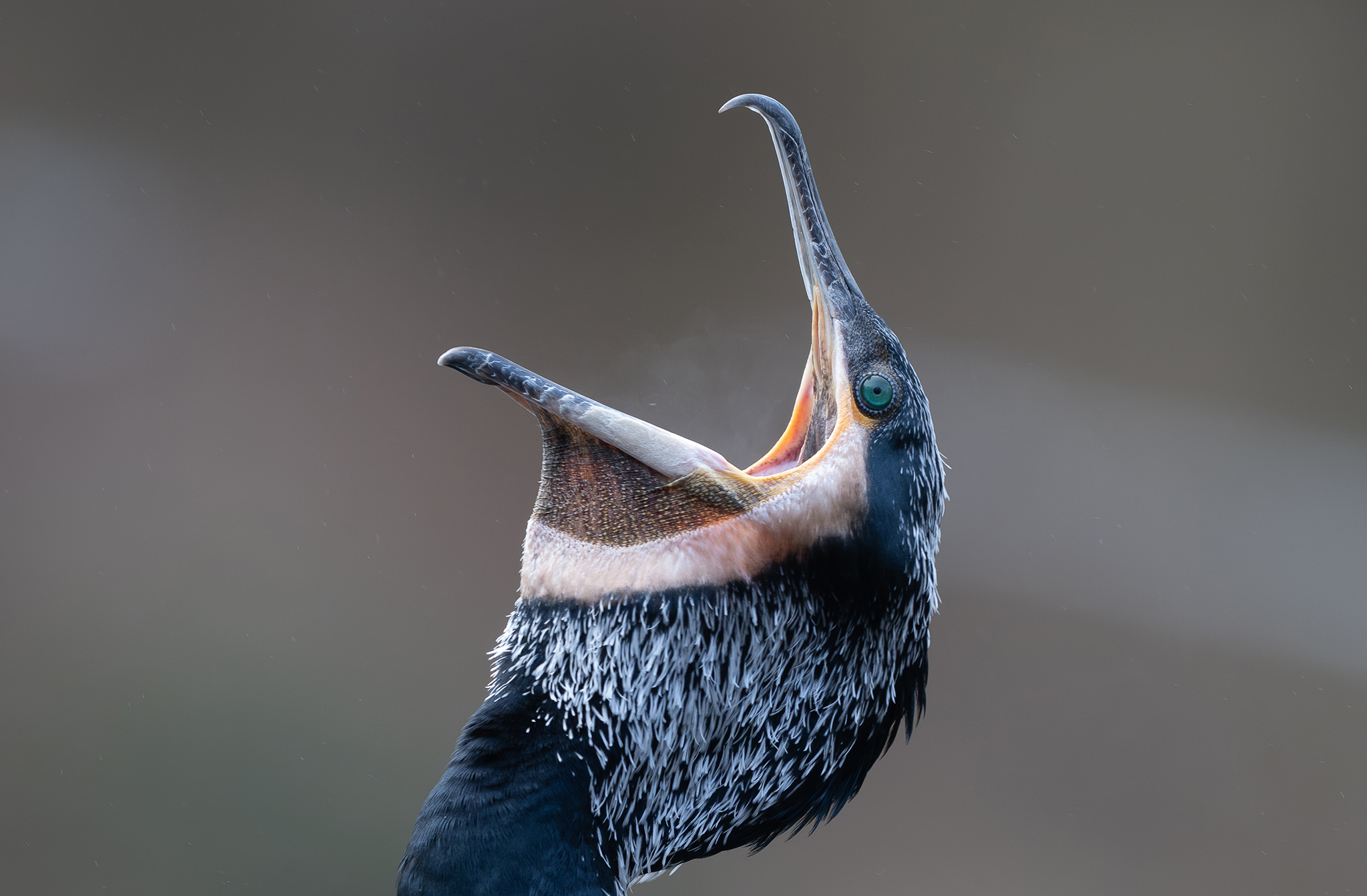 Grand Cormoran (Phalacrocorax carbo)