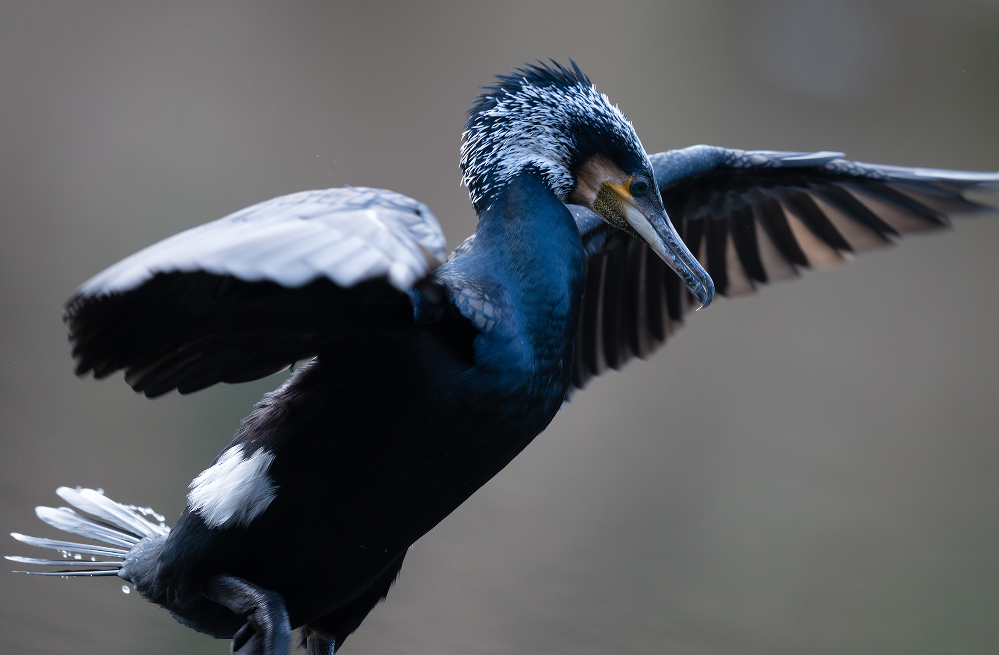 Grand Cormoran (Phalacrocorax carbo)