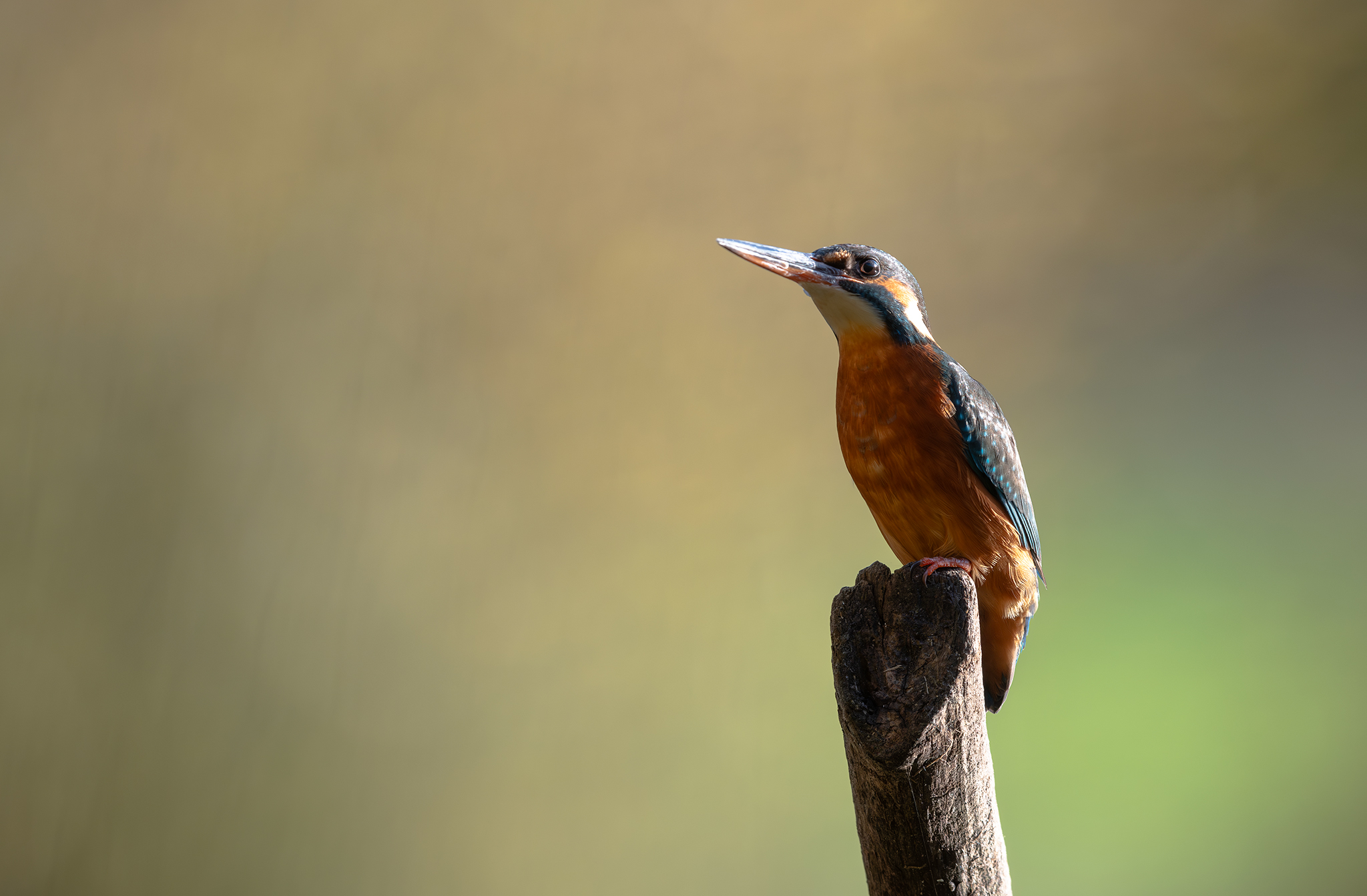 Martin-pêcheur d'Europe (Alcedo atthis) - Île-de-France
