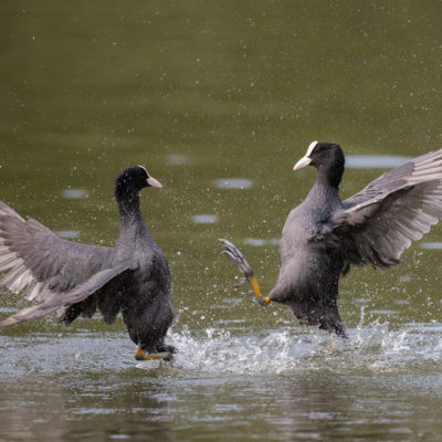 Galerie Accueilhttps://dominiqueartis.fr/border_galleries/galerie-accueil/