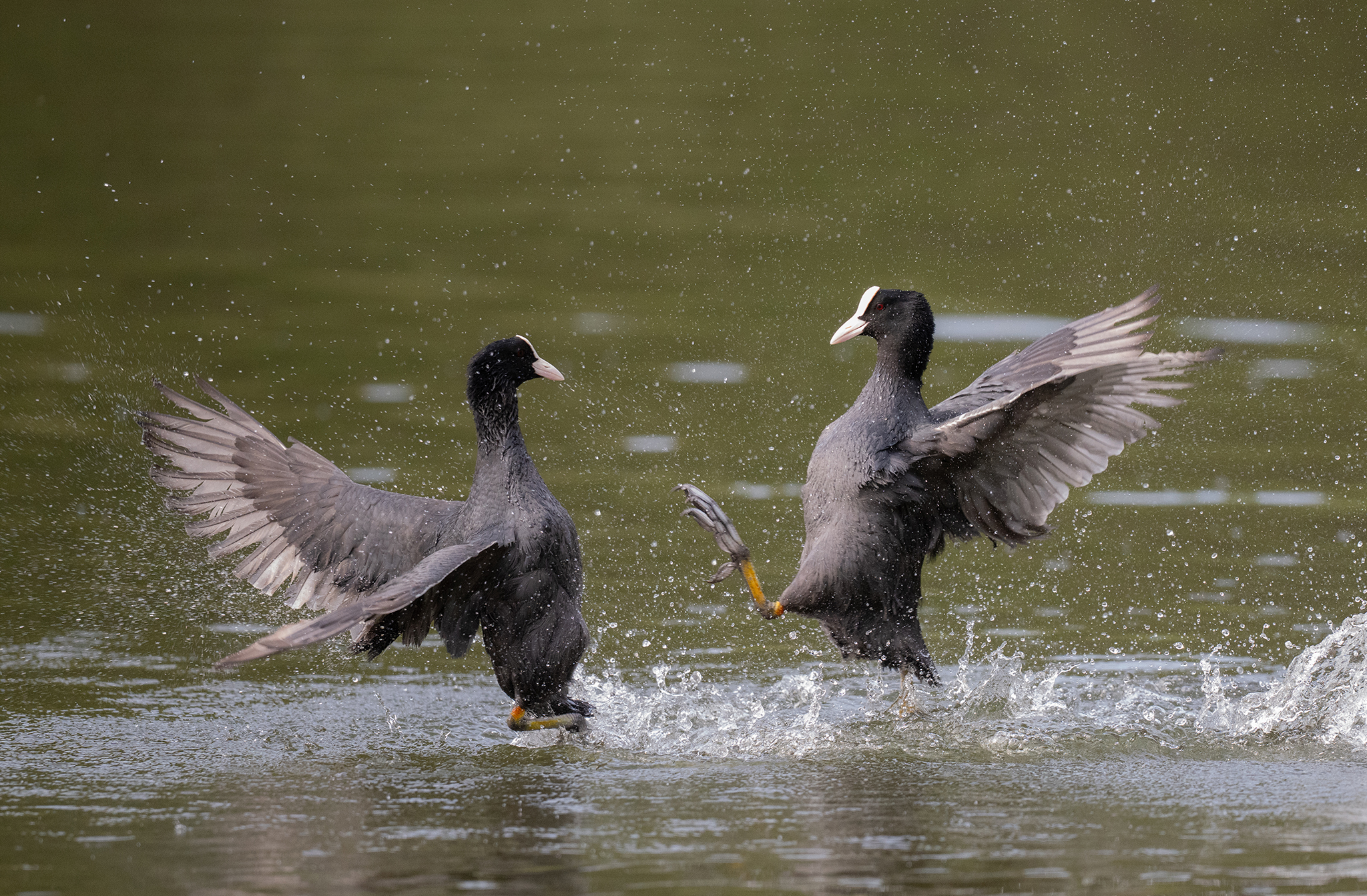 Foulque macroule (Fulica atra)