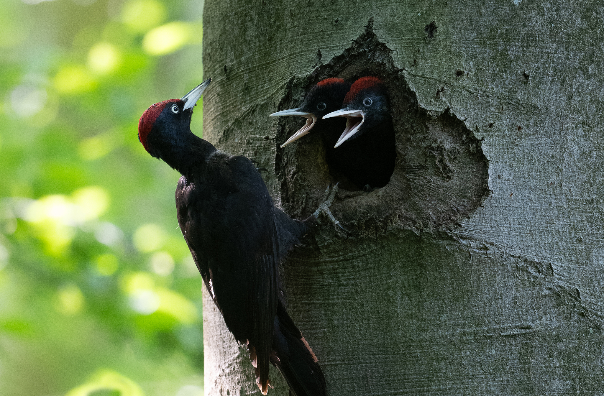 Pic noir (Dryocopus martius) - Black Woodpecker - Forêt de Meudon - Île de France - France