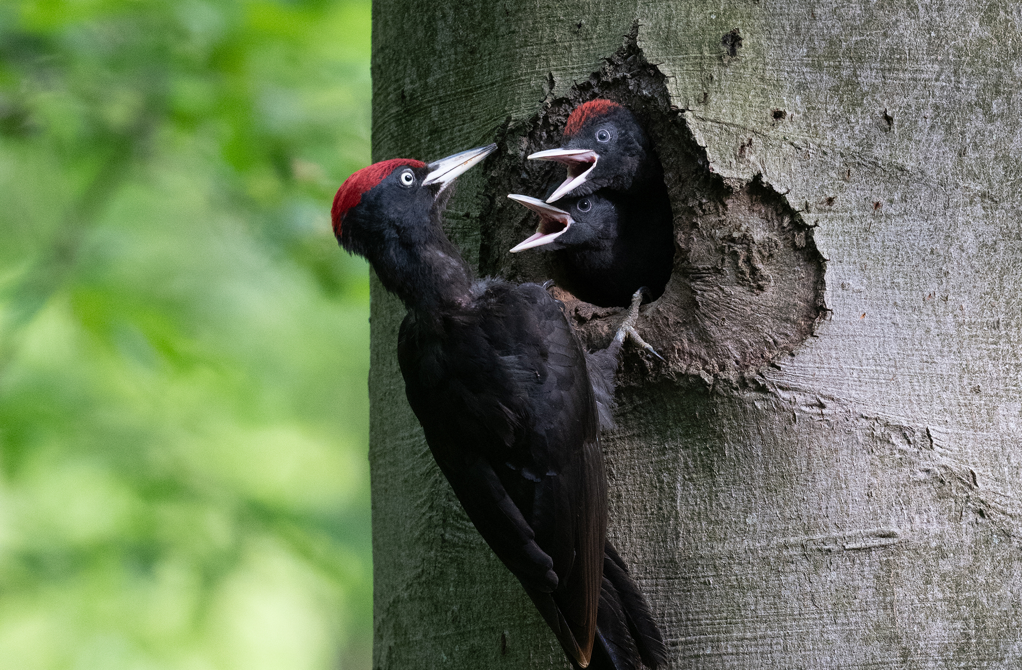 Pic noir (Dryocopus martius) - Black Woodpecker - Forêt de Meudon - Île de France - France