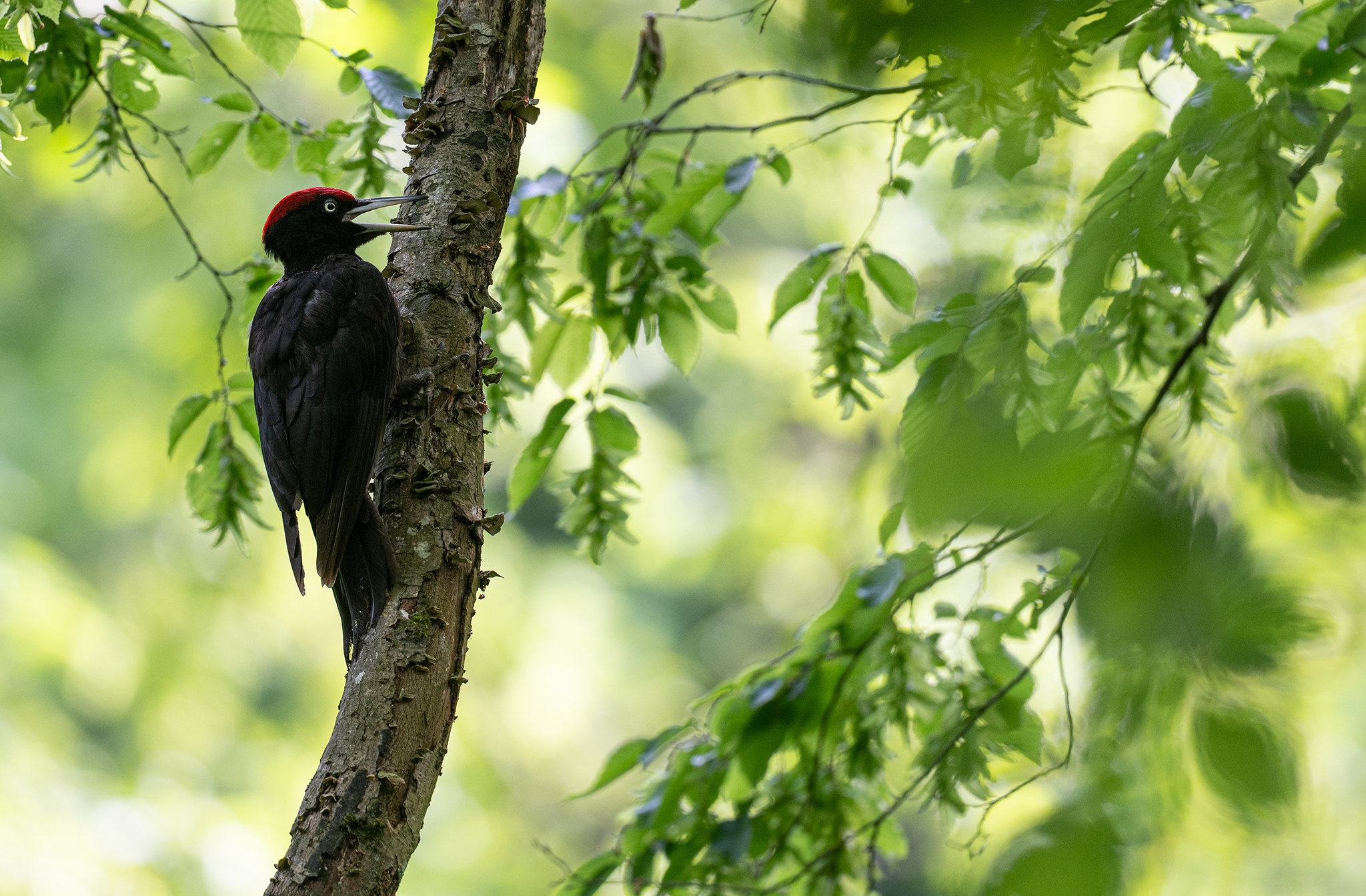 Pic noir (Dryocopus martius) - Black Woodpecker - Forêt de Meudon - Île de France - France