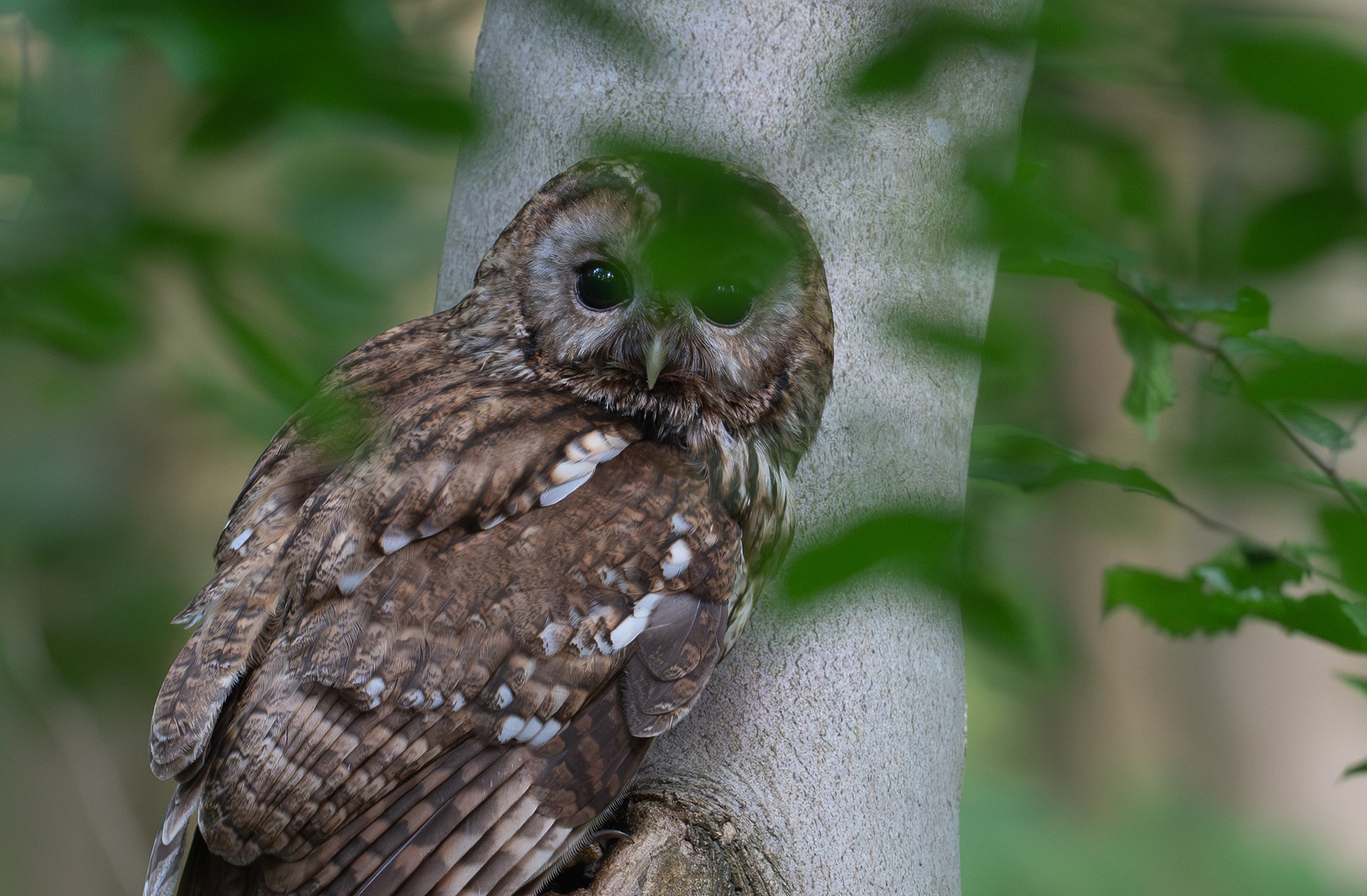 Chouette hulotte (Strix aluco) - Forêt de Meudon