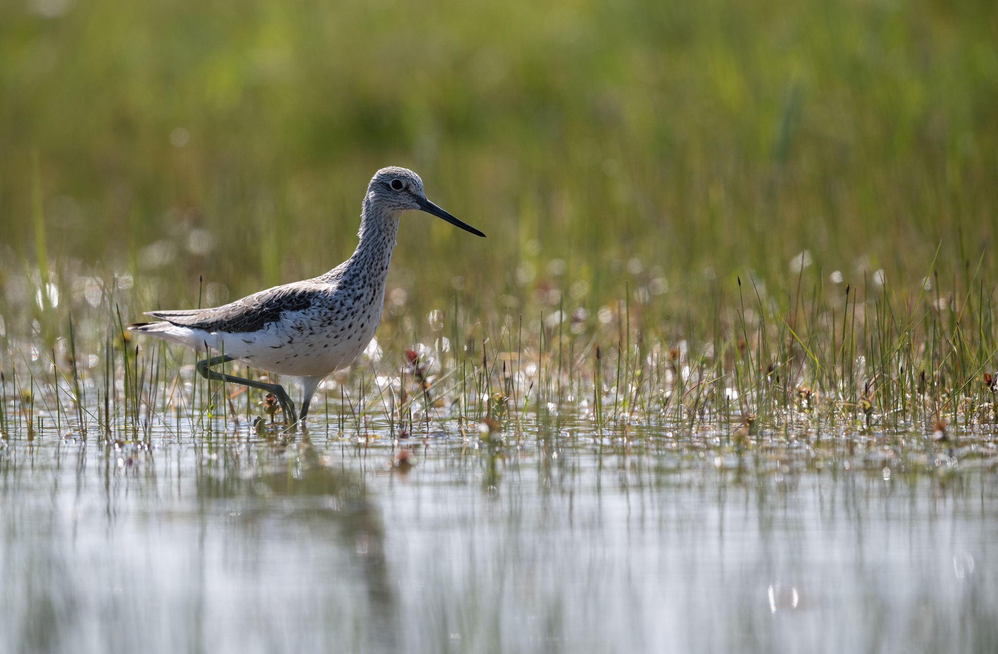 Chevalier aboyeur (Tringa nebularia)