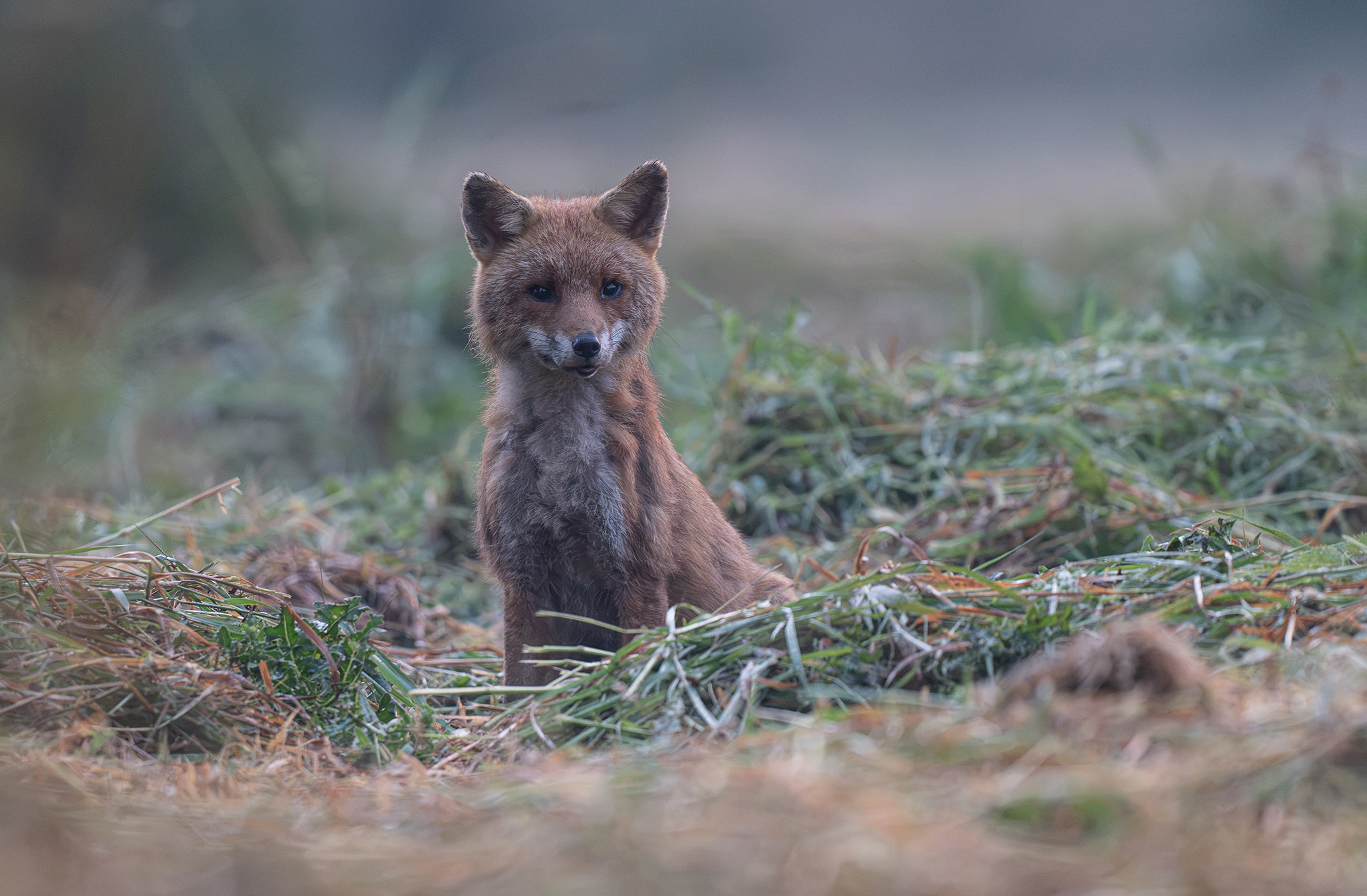 Renard roux normand