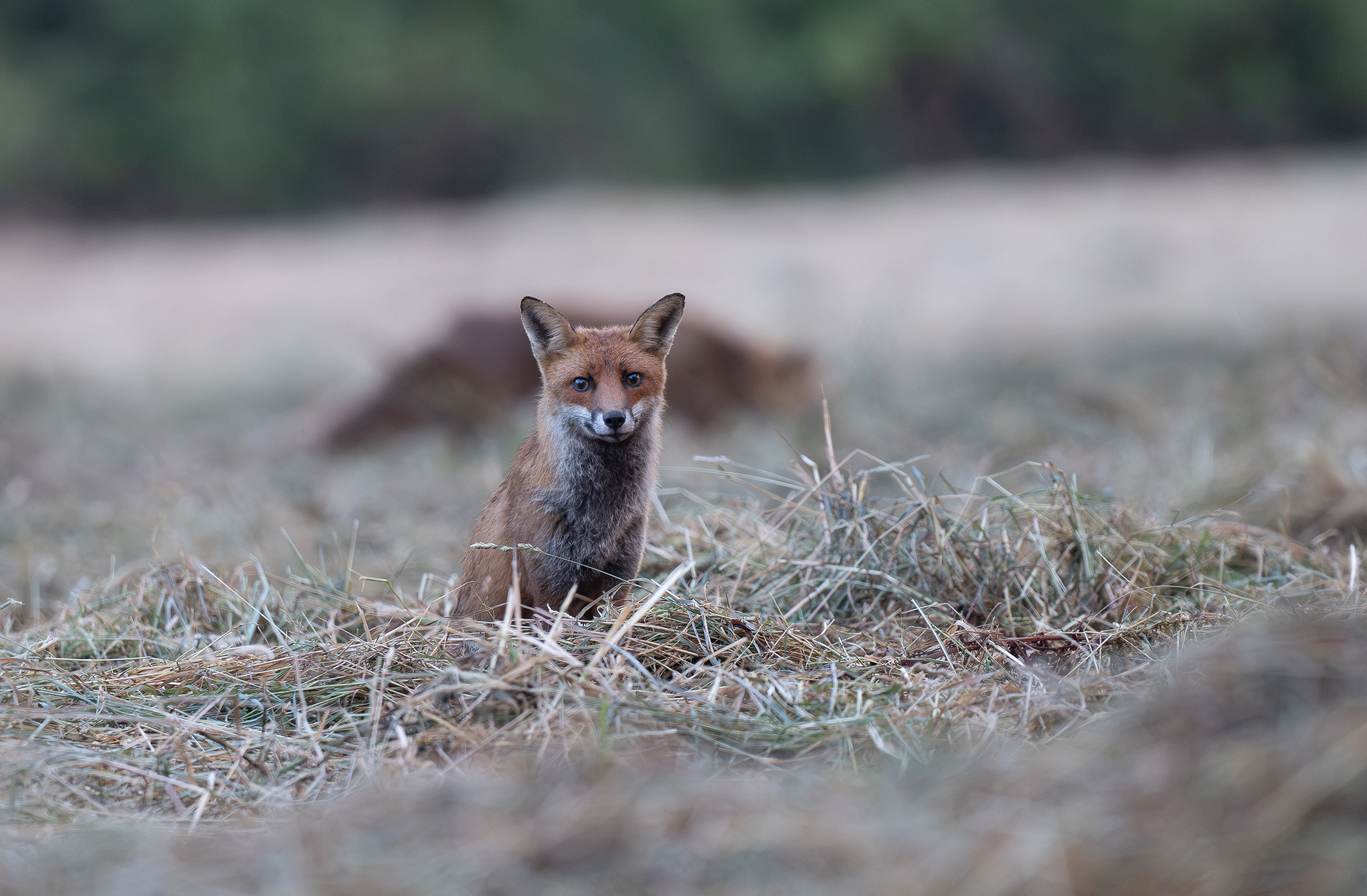 Renard roux normand