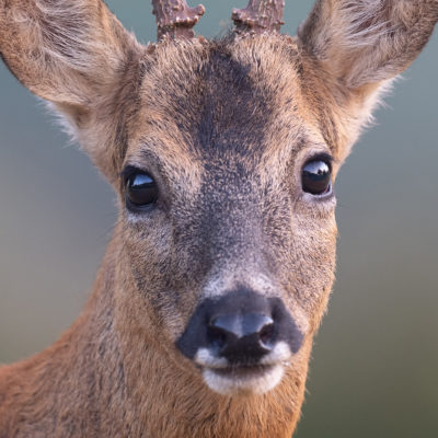 Le Chevreuil d'Europe, Capreolus capreolus - Normandie 2026