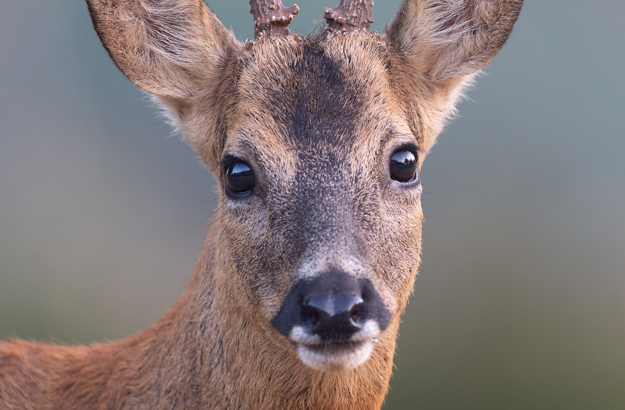 Le Chevreuil d'Europe, Capreolus capreolus - Normandie 2026