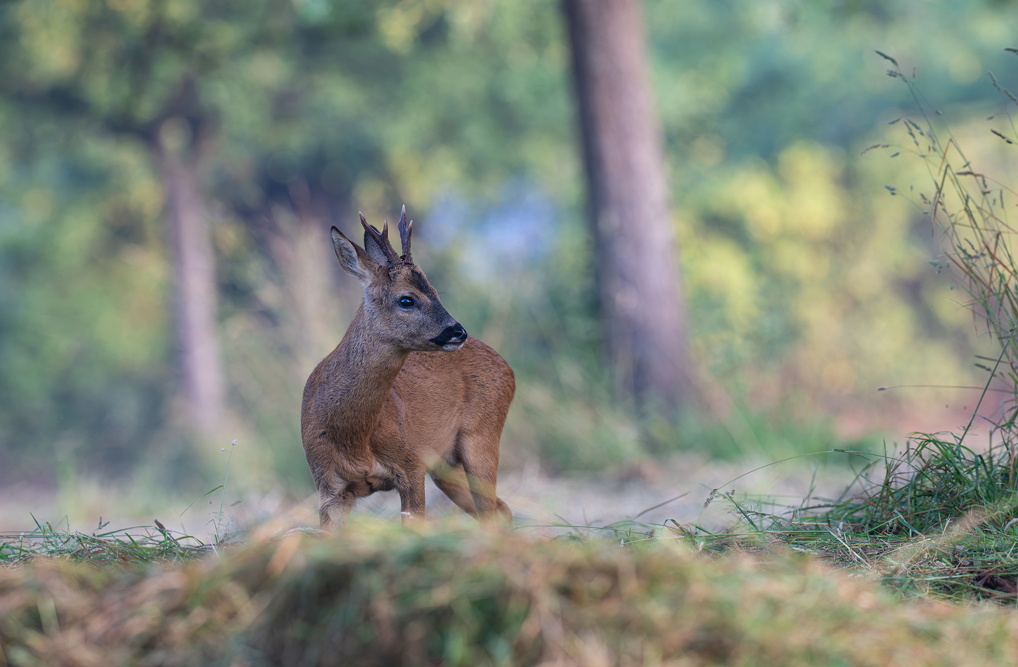 Le Chevreuil d'Europe, Capreolus capreolus - Normandie 2026