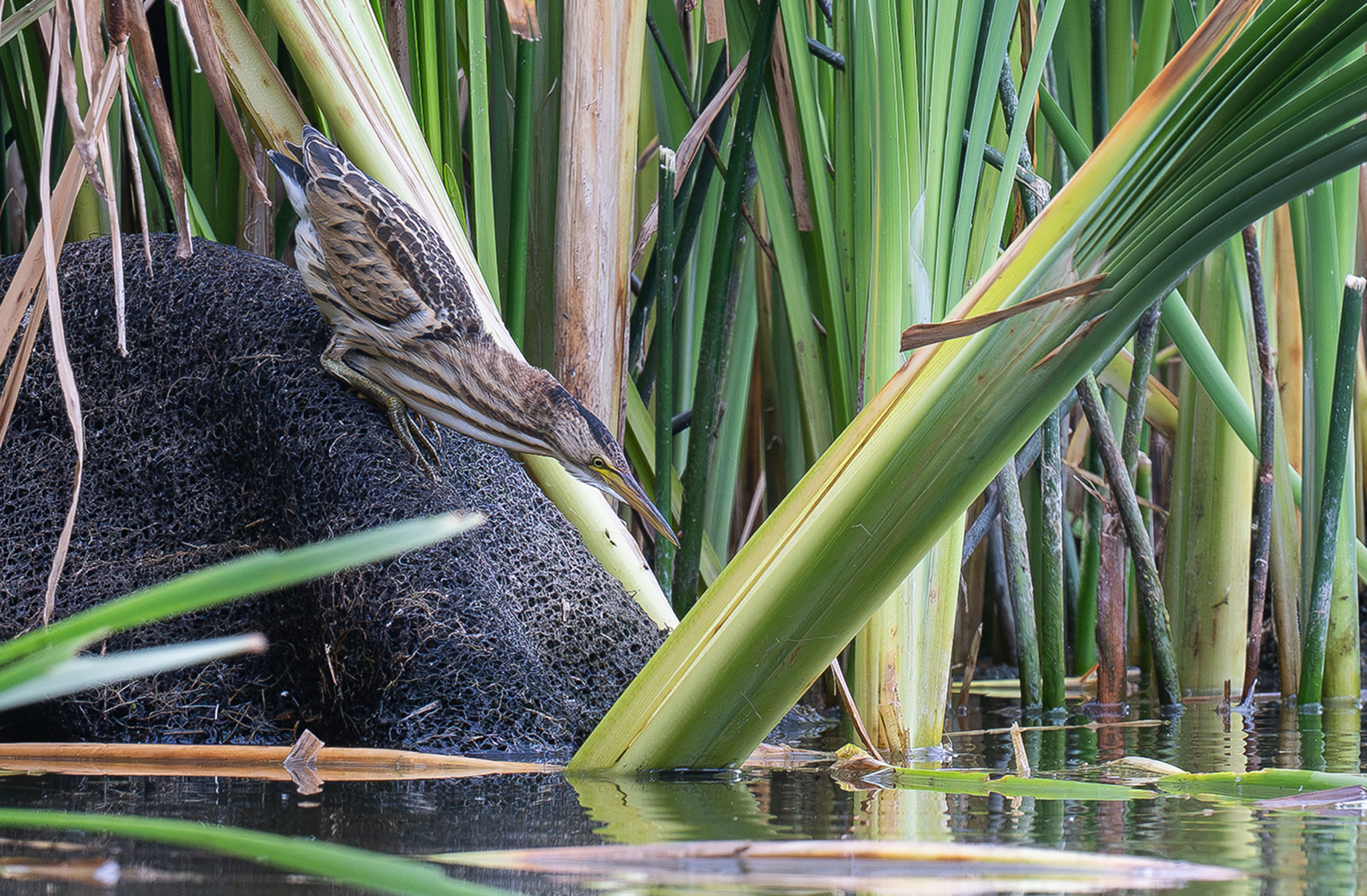 Blongios nain (Botaurus minutus) - Île-de-France - France