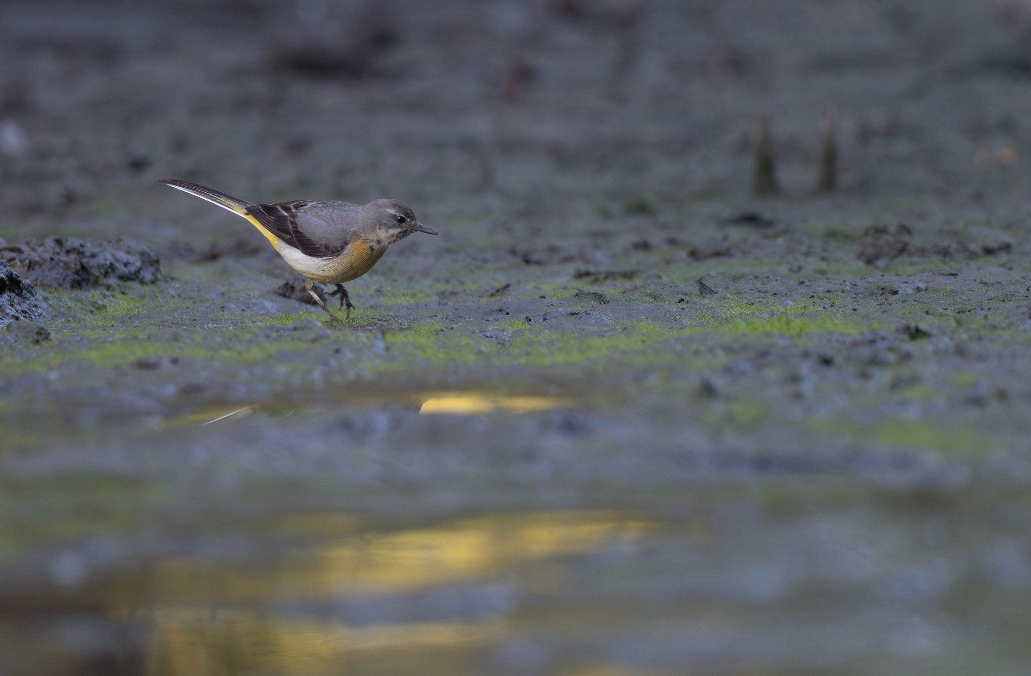  Bergeronnette des ruisseaux (Motacilla cinerea)