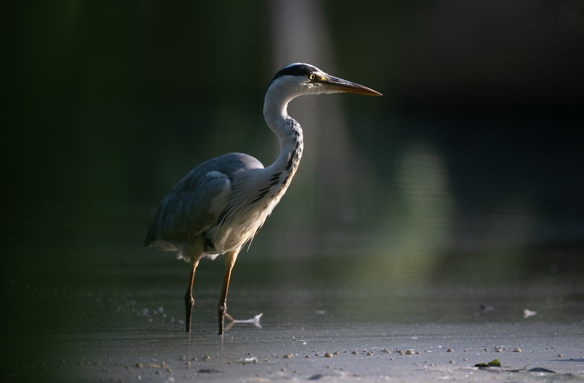  Héron cendré (Ardea cinerea) - Étang de Meudon
