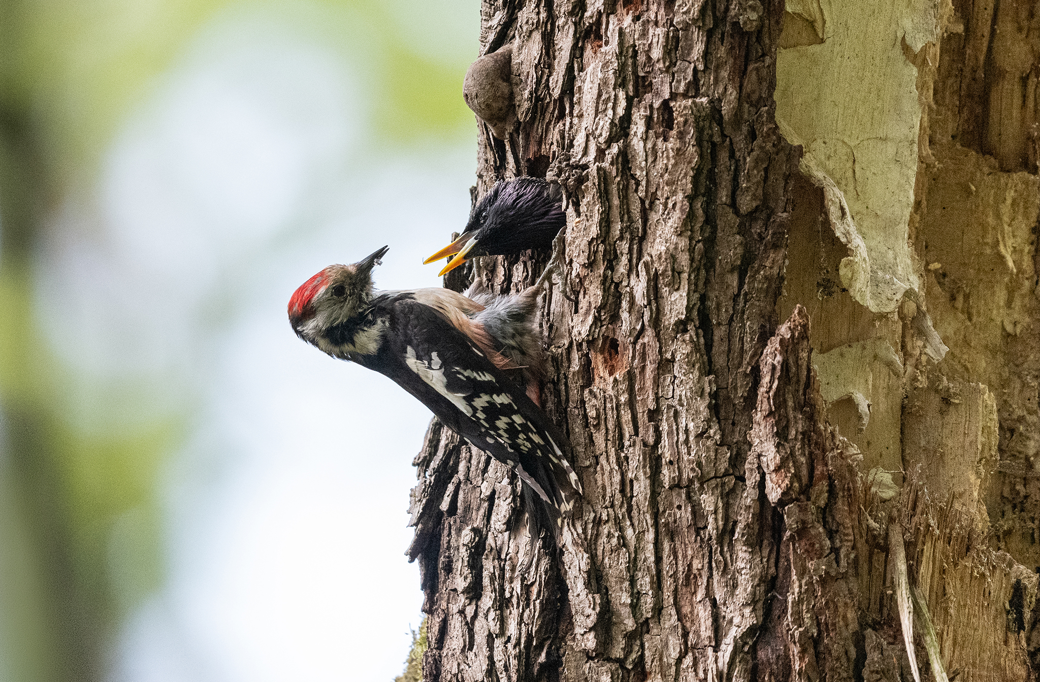 Prédation d'une loge de pic-mar (Dendrocoptes medius) par un étourneau sansonnet (Sturnus vulgaris) - Forêt de Meudon - France